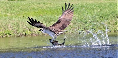 The fish is so large that the Osprey is struggling a bit!