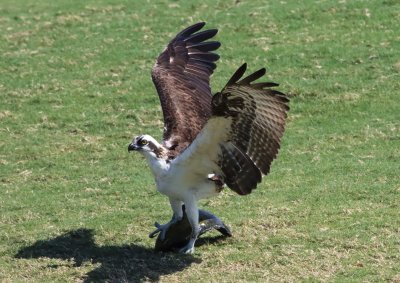 After resting a bit, the Osprey is ready to take off again!