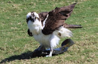 After hauling a large Bass out of the water, the Osprey takes a break!