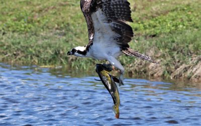 Osprey almost drops the fish!