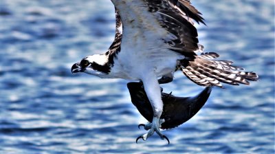 Osprey almost drops the fish!