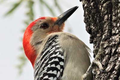 Red-bellied Woodpecker Nesting!