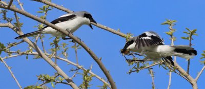 Loggerhead Shrike with a Halloween pennant Dragonfly for it's mate!