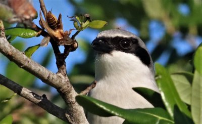 Loggerhead Shrike Admiring its work!