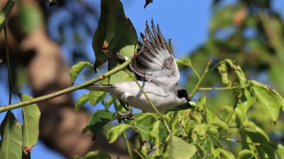 The Shrike flying back to its nest to feed its hatchlings!