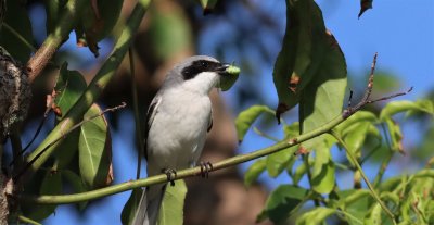 The Shrike is about to take off back to its nest!