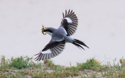 Loggerhead Shrike a Halloween Pennant Dragonfly!