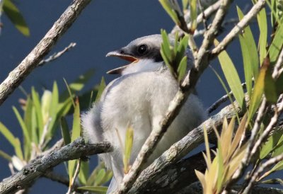 Loggerhead Shrike Fledgling trying to cool off on a very hot day!