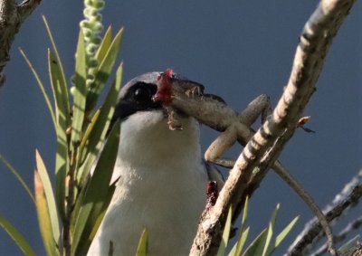 The Butcher Bird!