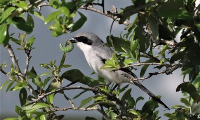 Loggerhead Shrike Snatches a Caterpillar!