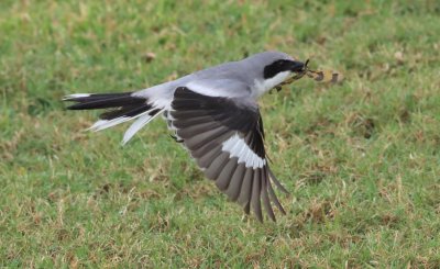 Loggerhead Shrike grabs a Dragonfly!