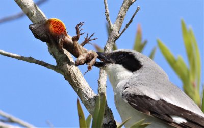 Loggerhead Shrike impaling a Brown anole!