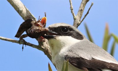 Loggerhead Shrike dismembering a Brown Anole!