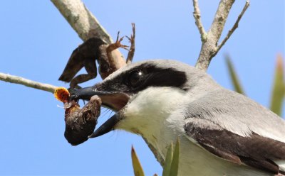 Loggerhead Shrike dismembering a Brown Anole!