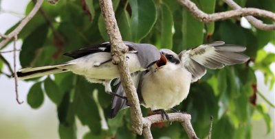 Loggerhead Shrike feeding its fledgling!