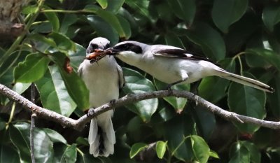 The adult reaches in to try and take the Butterfly back!