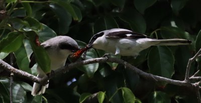 Loggerhead Shrike Fledgling Snatches a Butterfly Away From The Adult
