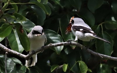The fledgling is left with just part of the wing!