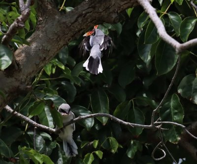 Loggerhead Shrike Fledgling Snatches a Butterfly Away From The Adult