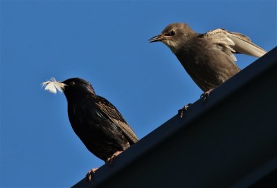 Starling Vs Loggerhead Shrike