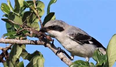Loggerhead Shrike Fledgling with a Brown Anole!