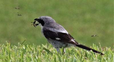 This Loggerhead Shrike snatches a Wasp in flight as the others swarm around it!