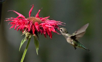 Hummingbirds