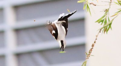 Loggerhead Shrike was diving after a Praying Mantis that it had dropped!