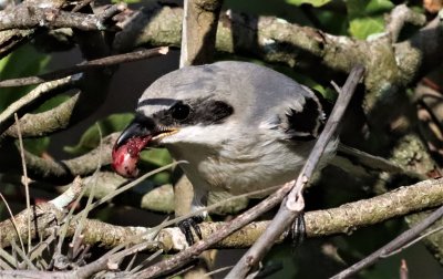 Loggerhead Shrike Fledglings Being Fed Parts Of A Bird!