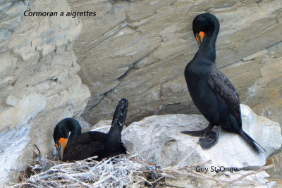 Cormoran a aigrettes