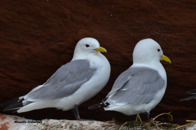 Mouette tridactyle 