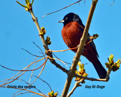 oriole des vergers 
