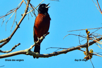 Oriole des vergers