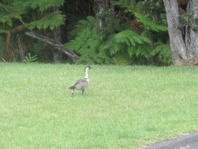 HAWAII STATE BIRD