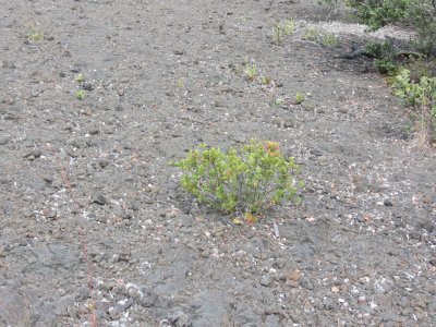 LAVA STONES FROM 1959 ERUPTION