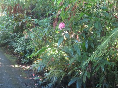 KONA CLOUD FOREST