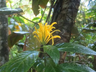 KONA CLOUD FOREST