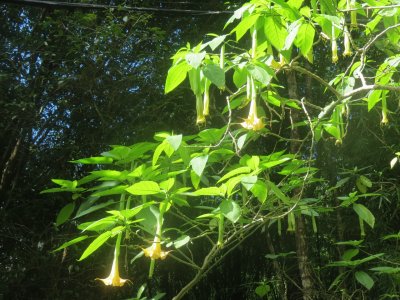 KONA CLOUD FOREST