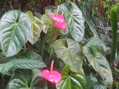 KONA CLOUD FOREST