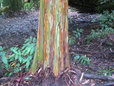 KONA CLOUD FOREST