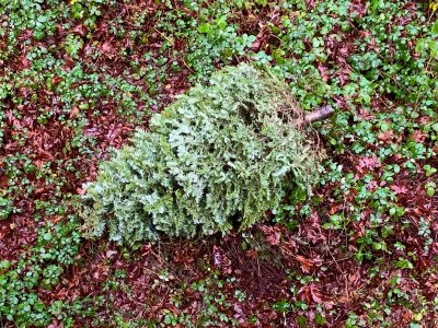 01-05-20 Guys & Xmas Tree Recycle