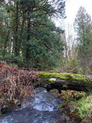 02-16-20 Creek Hike