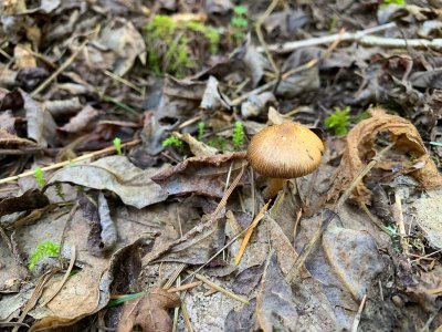 03-21-20 Magness Hike