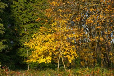 11-21-20 Champoeg Hike