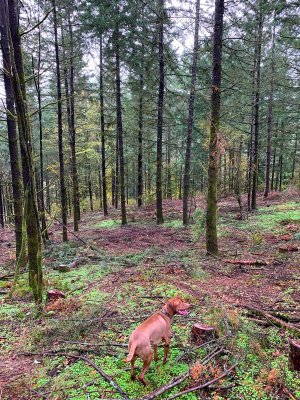 11-15-20 Magness Hike