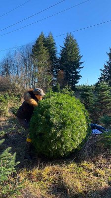 12-05-20 Xmas Tree Huntin'