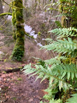 02-27-21 Angel's Rest Hike