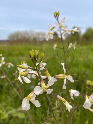 05-01-22 Tualatin Refuge Walk