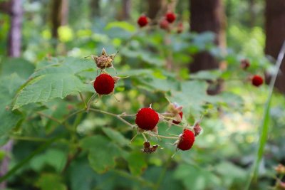 07-17-22 Magness Hike