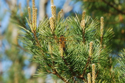 Libellula quadrimaculata